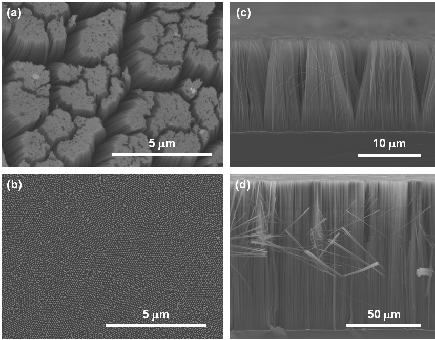 (a,b) 용매증발 법으로 건조된 SiNWs 시료의 주사전자현미경 (SEM) 사진, (b,d) 초임계건조법으로 제작된 SiNWs 시료의 주사전자현미경 (SEM) 사진.