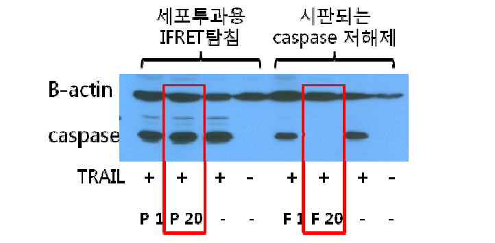 세포투과용 caspase-3 iFRET 탐침의 구조식 및 이를 이용한 세포사멸 저해 효과 확인