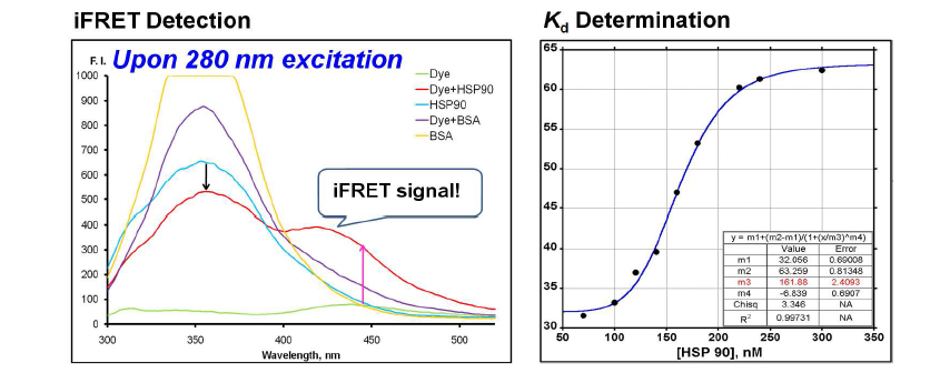 iFRET probe와 HSP90 결합에 의한 형광 증가