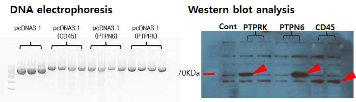 클로닝된 PTP DNA 와 동물세포에서의 PTP 발현 분석