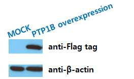 PTP1B가 과발현된 세포주의 제작
