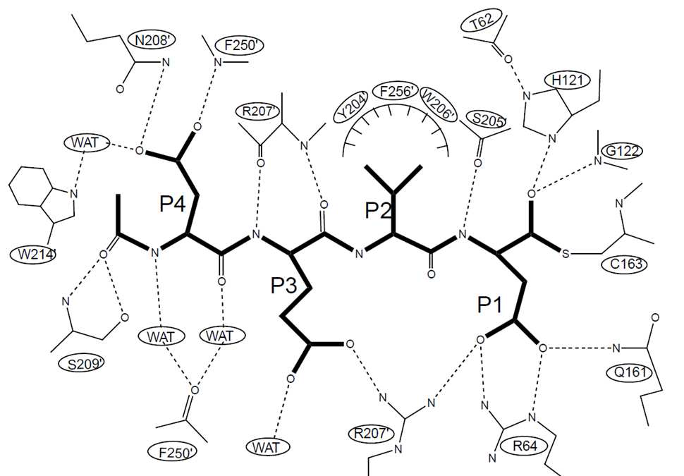 Caspase-3의 효소활성부위와 상호작용하는 테트라펩타이드의 모식도