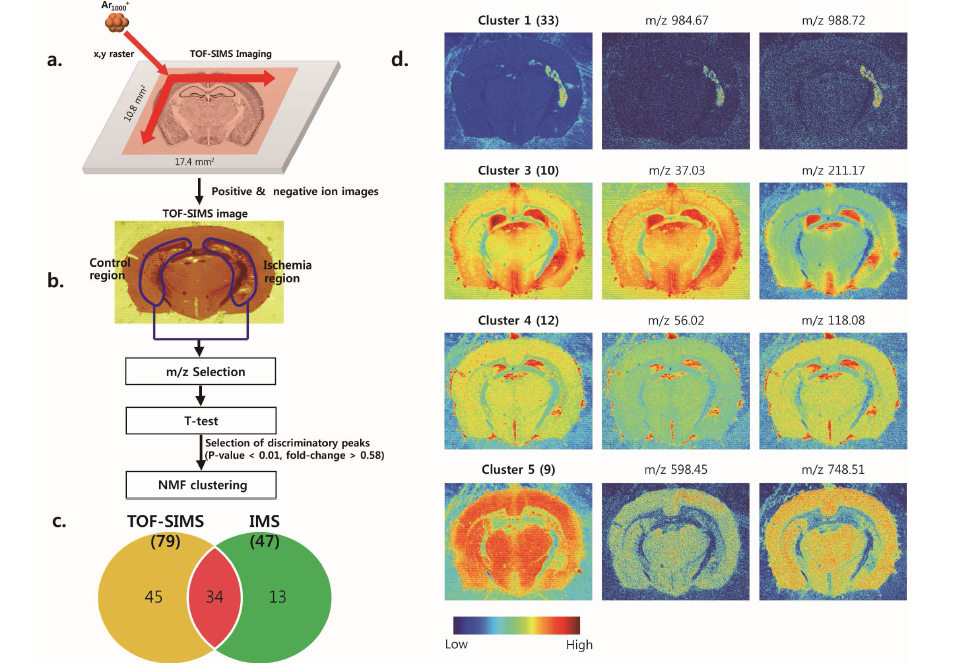 쥐 뇌의 TOF-SIMS 이미지와 이미지 통계처리 결과