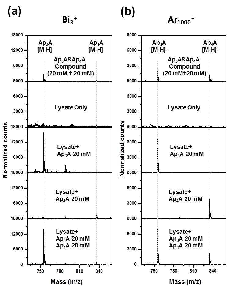 Bi3 + (a)와 Ar1000 + (b) 이온으로 측정한 HeLa 세포 lysate에 spiking한 Ap3와 A4A의 ToF-SIMS 스펙트럼
