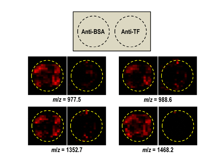 두 개의 항체를 고정한 모델 바이오칩에서의 고속 질량이미징을 이용한 bovine serum내의 BSA 검 출