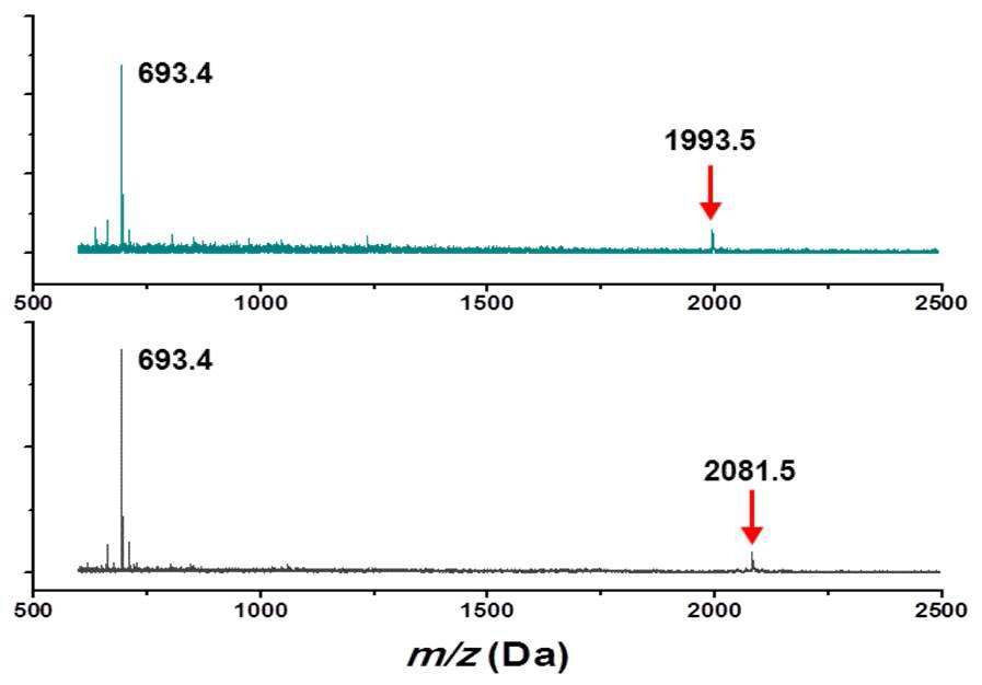 펩타이드 고정된 자기조립단분자막(그림 107)의 무-매트릭스 LDI 질량분석 스펙트럼