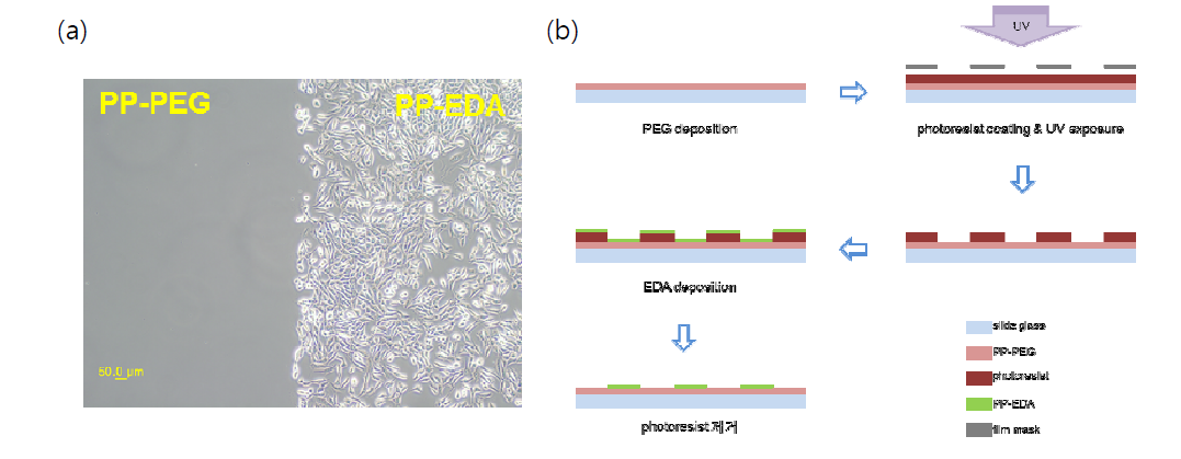 (a) PEG, EDA를 각각의 전구체로 하여 만든 플라즈마 유기박막에 NIH 3T3 cell을 배양한 결과 (b) 포토리소그래피를 이용하여 PEG, EDA 박막의 마이크로 패턴을 만드는 과정