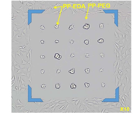 PP-PEG, PP-EDA 패터닝 박막에 NIH3T3 cell이 singel cell 수 준으로 배양된 이미지