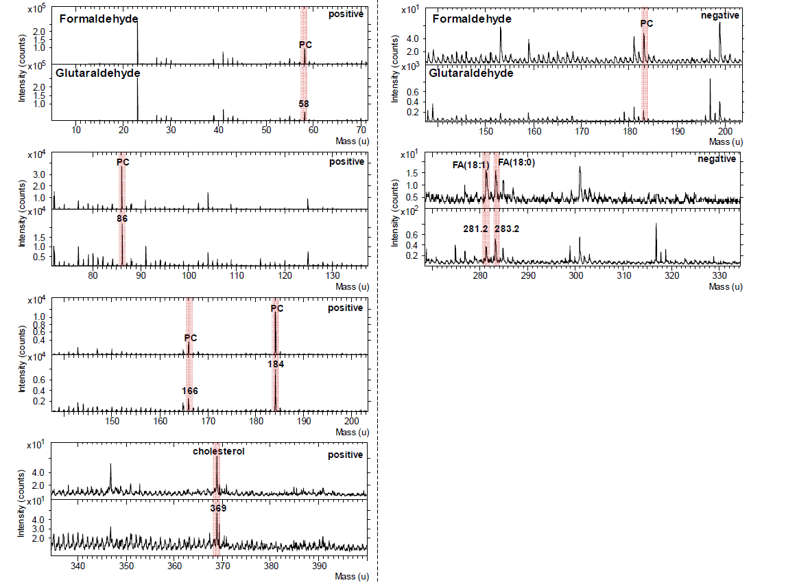 패턴된 플라즈마 박막위에 고정된 단일 세포(NIH3T3)의 ToF-SIMS positive(좌) 스펙트 럼과 negative(우) 스펙트럼