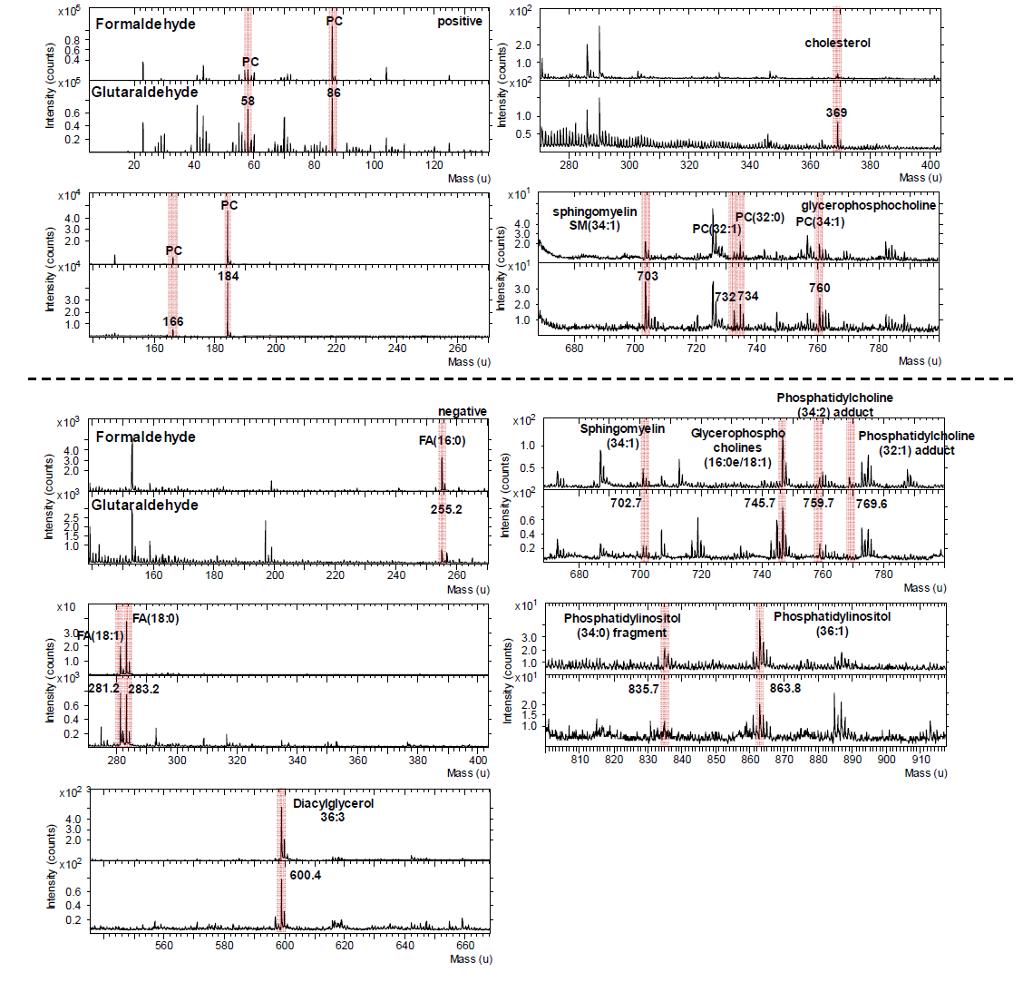 패턴된 플라즈마 박막위에 고정된 단일 세포(NIH3T3)의 ToF-SIMS positive(위) 스펙트럼 과 negative(아래) 스펙트럼