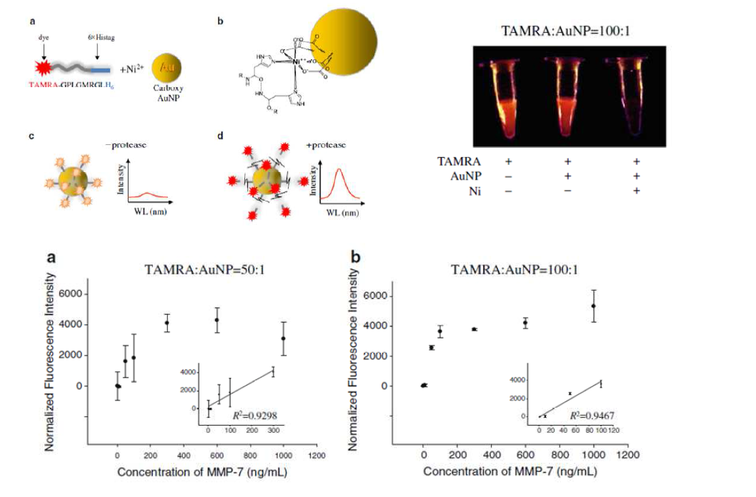 금 나노입자 비색법을 이용한 나노 입자 개질 모식도 및 MMP 효소에 대 한 농도별 반응 결과