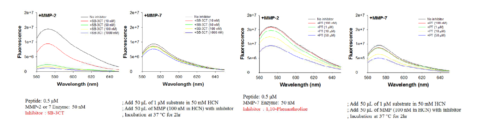 Inhibitor SB-3CT농도에 따른 단백질 분해효소의 활성변화를 FRET형광 펩타이드 로 확인한 결과