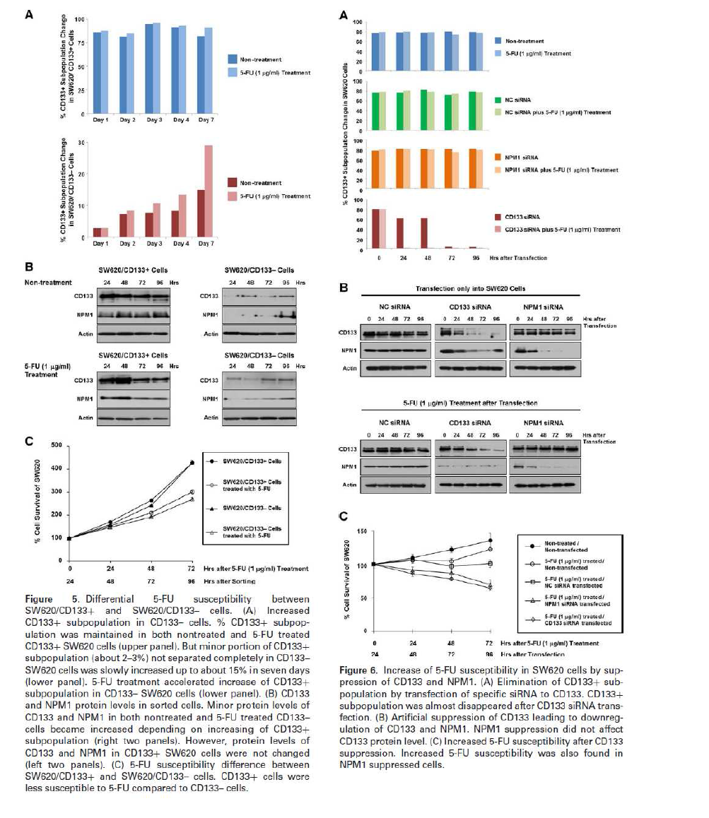 CD133과 Nucleophosmin 단백질의 발현에 따른 5-FU 반응성 비 교