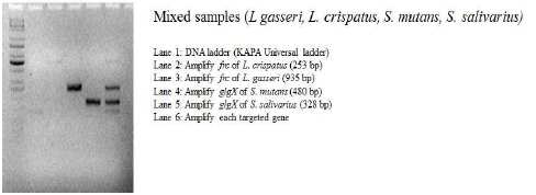 특이 primer를 이용한 multi-PCR 결과