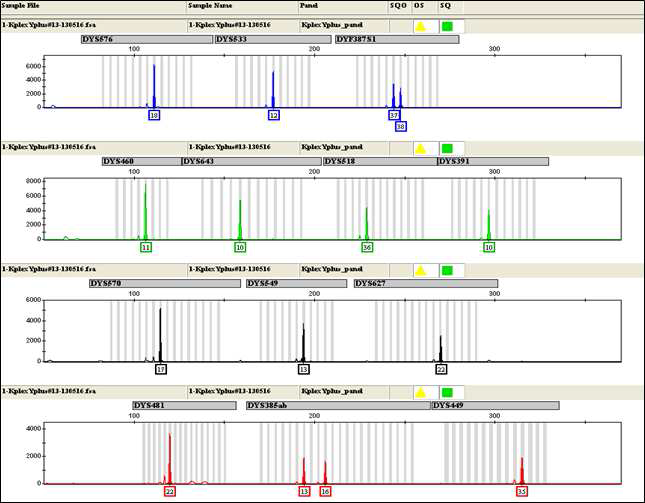 Electropherogram of multiplex PCR product