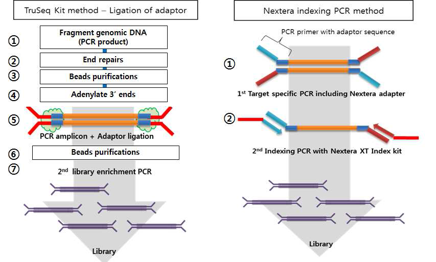 Two-step PCR로 생성되는 NGS 라이브러리