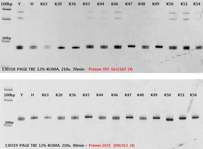 InDel 마커별 14개 DNA에 대한 PAGE 결과예시