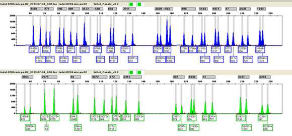 형광프라이머를 이용한 InDel multiplex PCR 분석용 ladder
