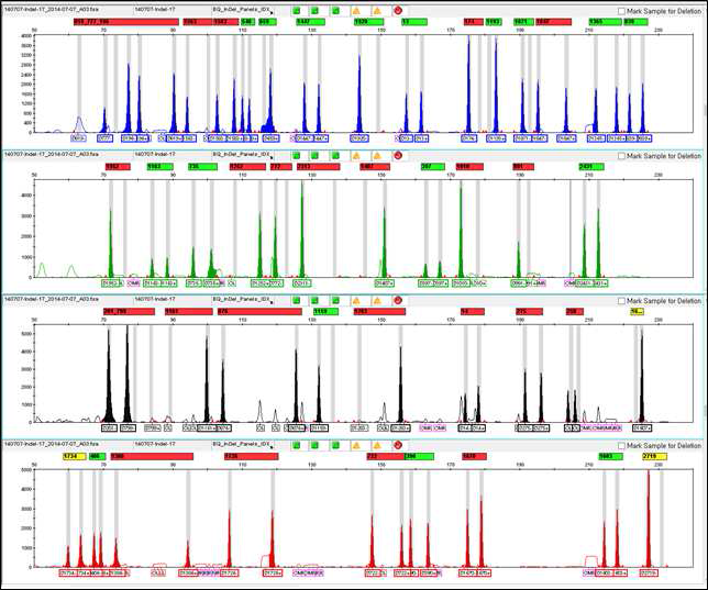 모발 lysate에 대한 direct 2nd InDel multiplex PCR 결과