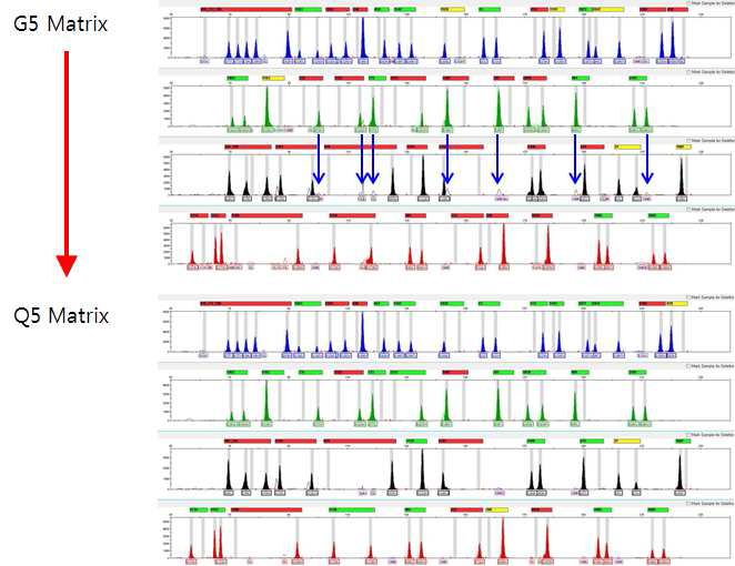 1ng 표준 DNA 9947을 이용한 InDel multiplex PCR 결과를 두 개의 matrix로 분석. G5 matrix(Life Technologies)를 Q5 matrix(BioQuest)로 변경을 통해 QY-패널에 QG에 의한 형광 간 섭(↓)을 제거