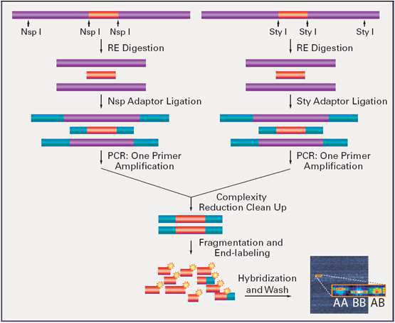 Genome-wide SNP 검사에 사용한 GeneChip 시스템의 분석 흐름도