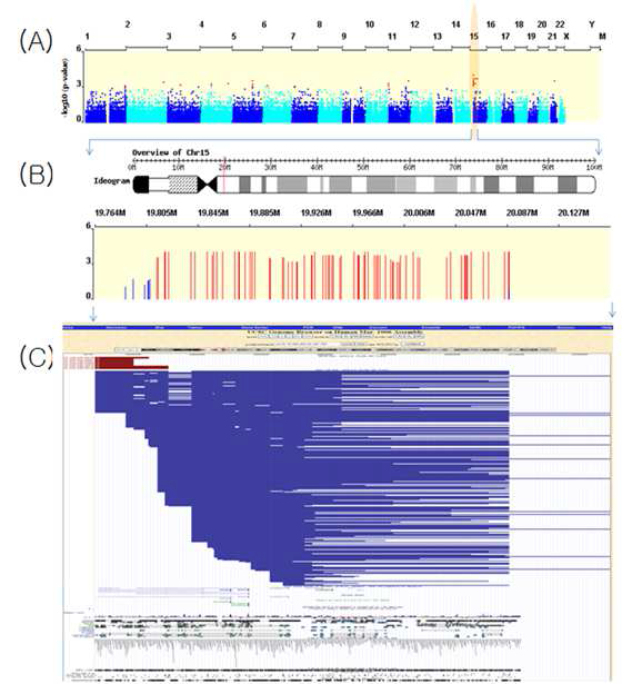 체질 표현형 중 혈압 (고) 관련 choromosome별 P-value plot 및 genome browser 결과.