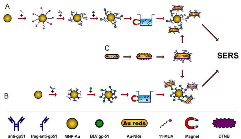 생체분자인 단백질 시료들을 막대 형태의 금 입자를 이용하여 SERS에 기초하여 정량한 모식도. 빠른 시료의 검출을 위하여 자성을 이용함