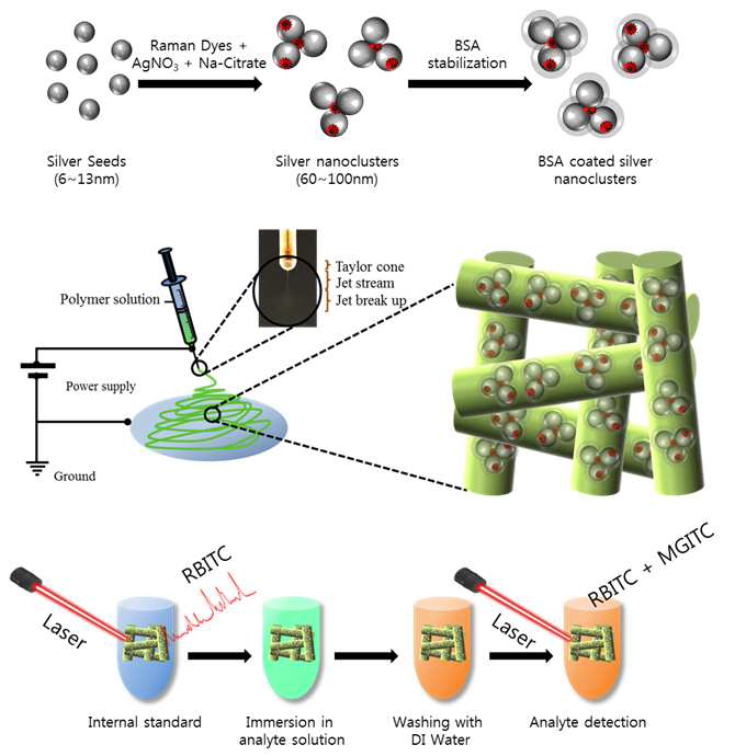 미량의 발암제의 검출을 위해 Surface enhanced Raman scattering (SERS) 에 기초한 SERS 기판 제조 기술 모식도