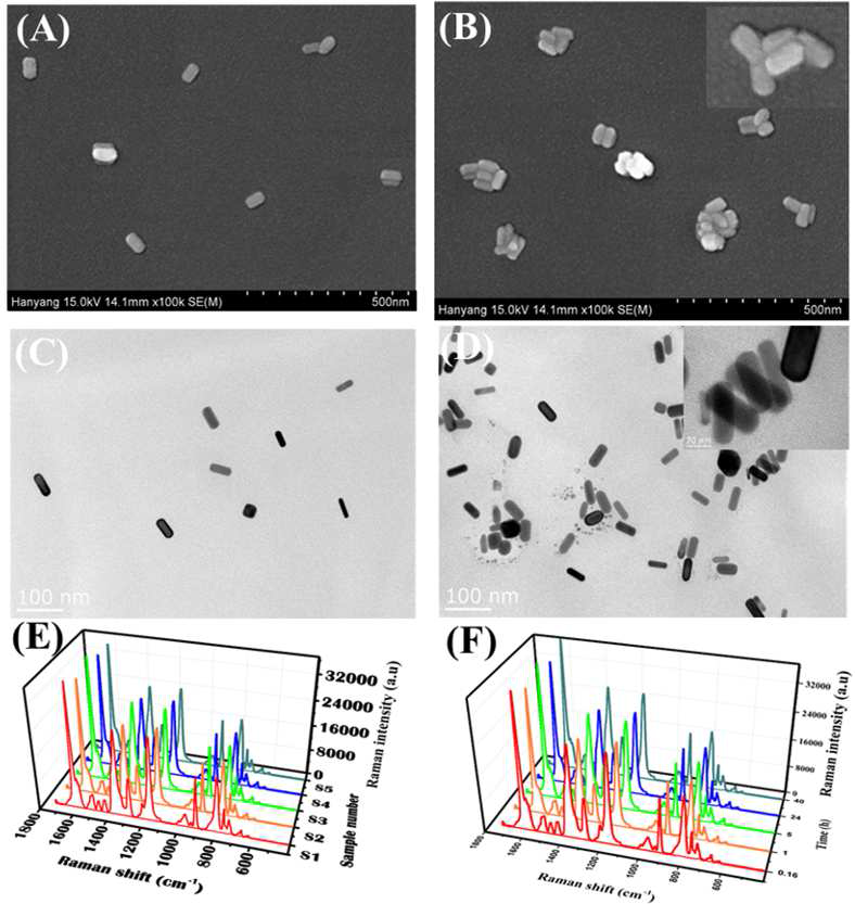주사전자현미경 및 투과전자현미경을 이용해 측정한 열적 자극반응성을 가진 (A, C) 그래핀 산화물 기반 나노입자와 (B, D) 자가조립된 나노바이오 프로브의 이미지. (E, F) 콜로이드 안정성을 보여주는 라만신호 그래프