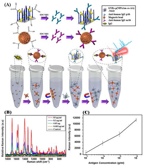 열적 자극반응성을 가진 그래핀 산화물을 통하여 제작된 나노바이오 프로브를 이용 하여 유전자, 특정 단백질, 특정 항원항체 등의 생체분자들을 고감도로 검출하는 모식도와 특 정 항원항체 생체분자의 농도에 따라 나타나는 SERS 신호 그래프