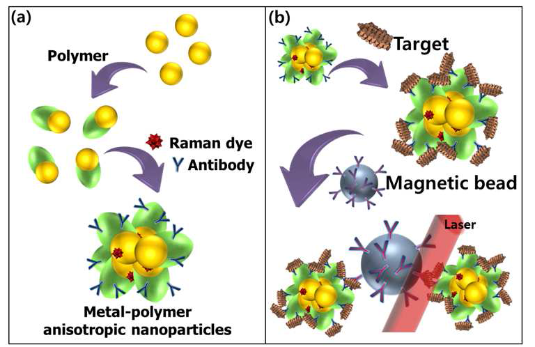 금속-고분자 유무기 복합 이방성 유무기 나노입자 및 클러스터 제작 모식도. (a) 금 속 이온 화합물과 단량체 사이의 산화-환원 반응을 이용한 유무기 복합 이방성 나노입자 및 라만 염료가 결합된 클러스터 제조 모식도. (b) 이방성 나노입자 클러스터와 자성비드를 이 용한 특정 생체분자를 검출하는 모식도