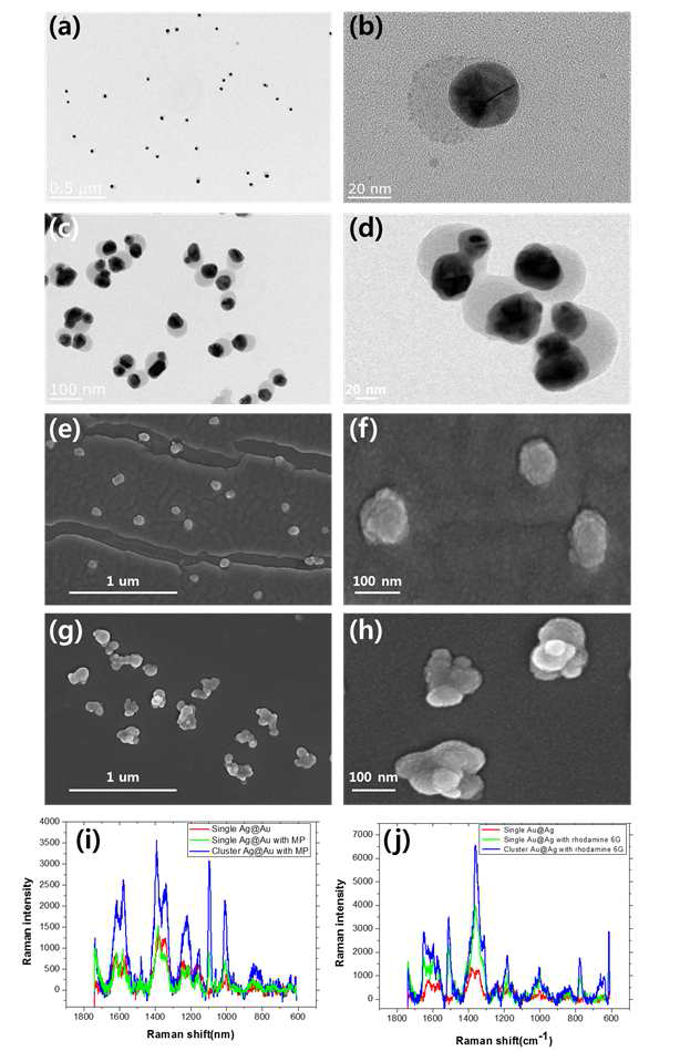(a-d) 투과전자현미경을 통하여 금속-고분자 이방성 이중금속 나노입자 및 클러스 터를 측정한 TEM 이미지. (e-f) 주사전자현미경을 통하여 이방성 이중금속 나노입자 및 클 러스터를 확인한 SEM 이미지. (i-j) Mercaptopyridine과 rhodamine 6G의 두 가지 라만 염료 를 이용한 나노프로브의 SERS 신호 그래프