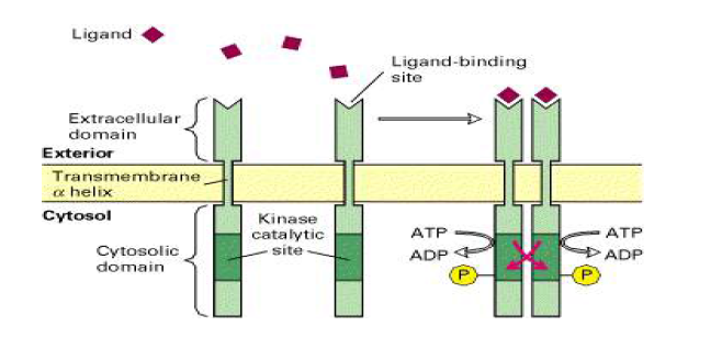RTK의 Ligand 결합으로 인한 활성과정의 모식도