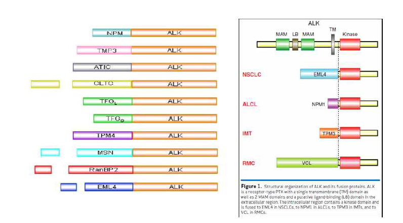 ALK fusion protein의 예