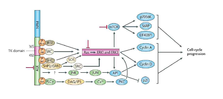 ALK fusion 단백질에 의한 Ras-MAPK 활성 기전과 세포성장 기전의 모식도