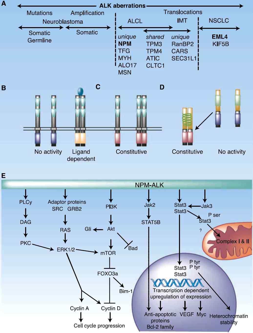 ALK Signaling 및 mutated fusion ALK