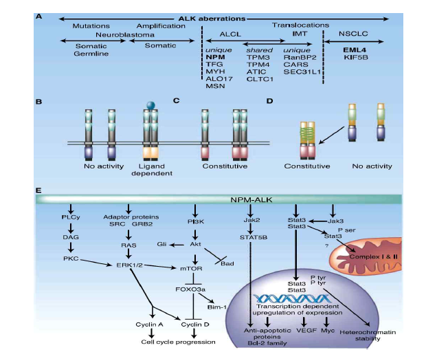 ALK Signaling 및 mutated fusion ALK