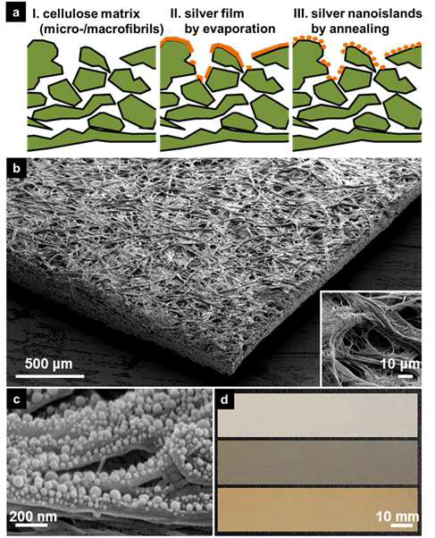 (a) 나노플라즈모닉 종이의 공정 개념도. (b) 나노플 라즈모닉 종이의 주사전자현미경 사진. (c) 셀룰로오스 섬유 망 상 은 나노섬. (d) 공정 진행에 따른 종이의 색 변화.