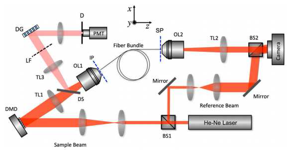Fluorescence endomicroscopy와 transmission을 측정하기 위한 실험 셋업