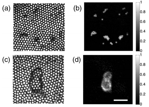 Fiber bundle을 이용한 pixelation-free endoscopic imaging. (a, c) 2 um flourescence bead를 사용한 기존의 투과 이미지. (b, d) 같은 샘플을 endoscopic fluorescence로 얻은 이미지