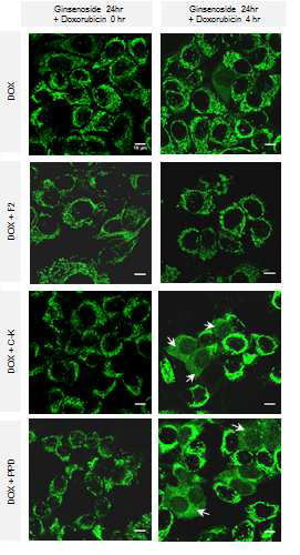 미토콘드리아-매개 세포 사멸 단백질의 변화 측정
