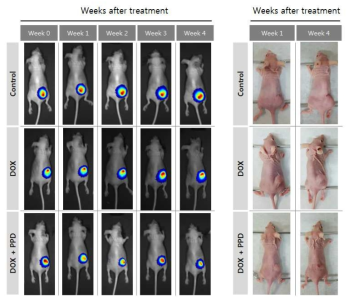 유방암 동물모델에서 진세노사이드 보조치료법 평가