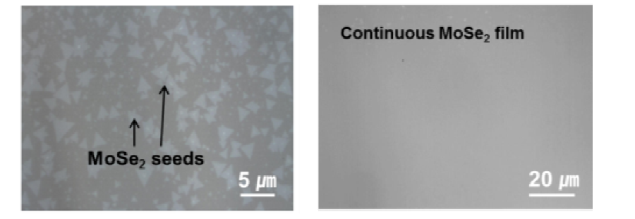 CVD 방법으로 합성한 MoSe2의 광학 이미지