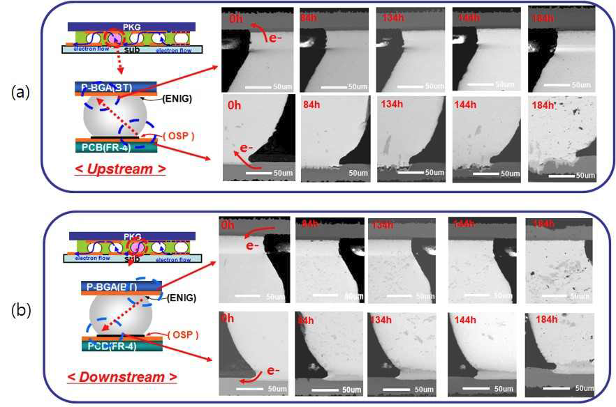 온도(150oC) 및 전류(5.0x103 A/cm2) 복합 인가 조건에 따른 CNT 나노복합솔 더(Sn-3.0(wt%)Ag-0.5(wt%)Cu)의 전류방향에 따른 영향 (a) Upstream (b) Downstream in-situ SEM 이미지