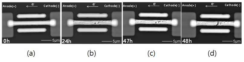 (a) 100℃ 및 낮은 전류밀도 (0.5X106 A/cm2)를 가하기 전 시편의 SEM 이미지, (b) 24h 실험 진행된 시편의 SEM 이미지, (c) 47h 실험 진행된 시편의 SEM 이미지, (d) 48h에서 fail된 시편의 SEM 이미지