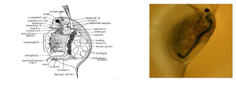 Daphnia magna anatomy