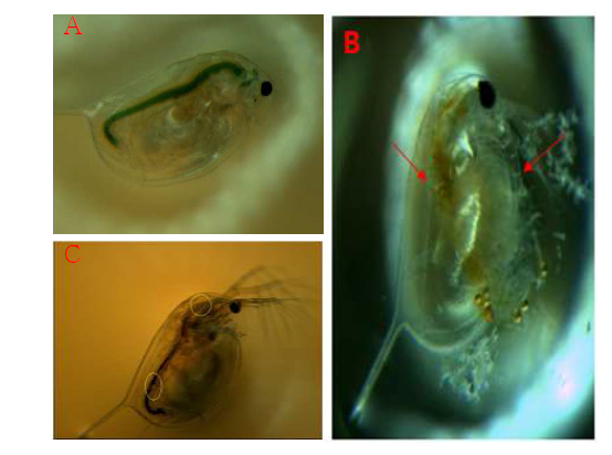 Ag NWs와 Ag NPs의 물벼룩에 대한 microscope images