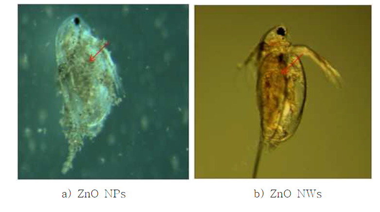 ZnO NWs 와 ZnO NPs 의 물벼룩에 대한 microscope images