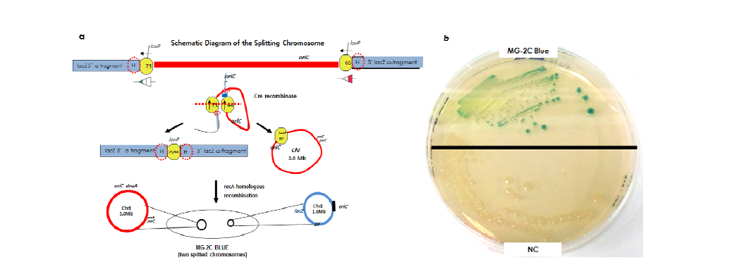 복수의 염색체로 분리 대장균 염색체 재조합 및 분할