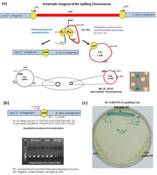 복수의 염색체로 분리 대장균 염색체 재조합 및 분할